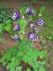 Aquilegia 'Biedermeier' — photo 1