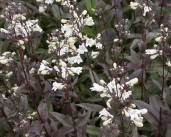 Penstemon digitalis 'Husker Red' — photo 2