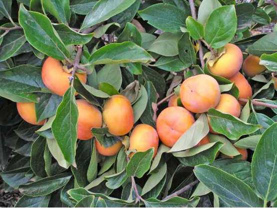 Diospyros kaki 'Jiro'