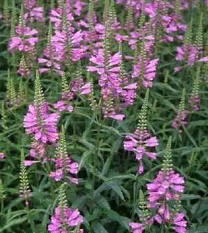Physostegia virginiana Vivid