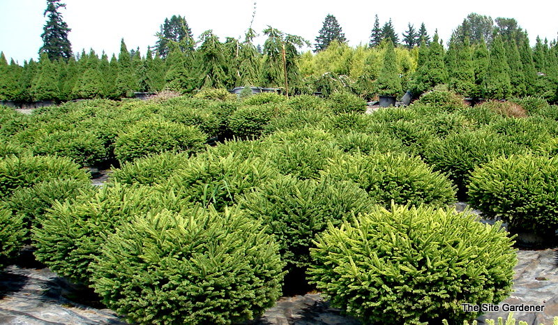 Picea abies 'Nidiformis'