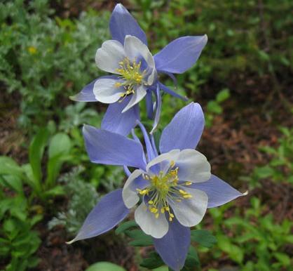 Aquilegia 'Blue Star' — photo 1