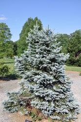 Picea pungens 'Fat Albert' — photo 3