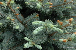 Picea pungens 'Fat Albert' — photo 4