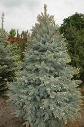 Picea pungens 'Fat Albert' — photo 5
