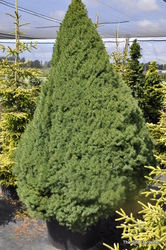 Picea glauca 'Conica' — photo 3
