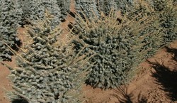 Picea mariana 'Nana' — photo 3