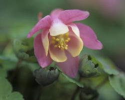 Aquilegia Cameo Pink & White — photo 1