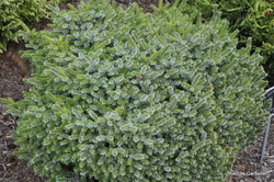 Picea omorika 'Pimoko' — photo 1
