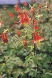 Aquilegia canadensis — photo 1