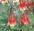 Aquilegia canadensis 'Little Lanterns' — photo 1
