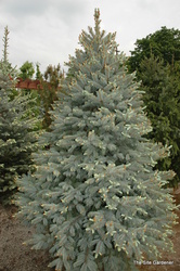Picea pungens 'Fat Albert' — photo 4