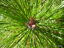 Picea glauca 'Densata' — photo 2
