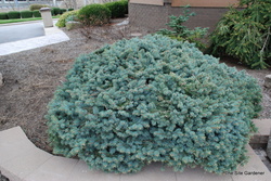 Picea pungens Globosa — photo 1