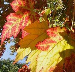Acer freemanii 'Marmo' — photo 1