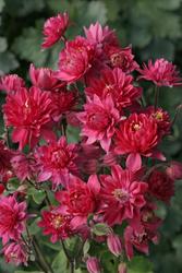 Aquilegia Clementine Red — photo 1