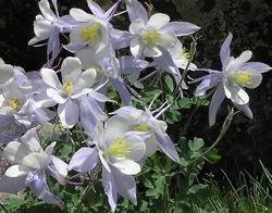 Aquilegia Dove — photo 1