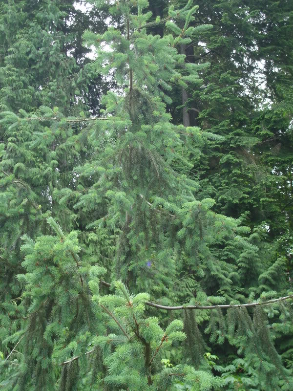 Picea sitchensis