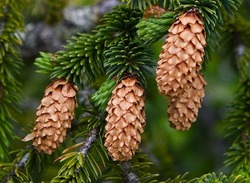 Picea sitchensis — photo 2