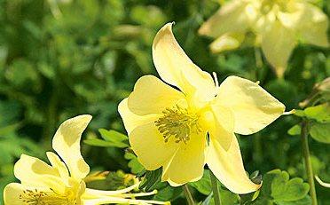 Aquilegia Goldfinch — photo 1