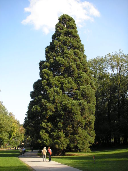 Sequoiadendron giganteum