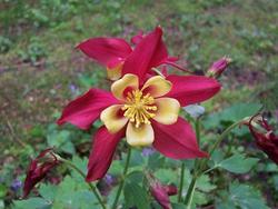 Aquilegia Music Mix — photo 1