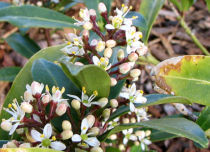 Skimmia japonica Male
