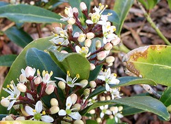 Skimmia japonica Male — photo 1