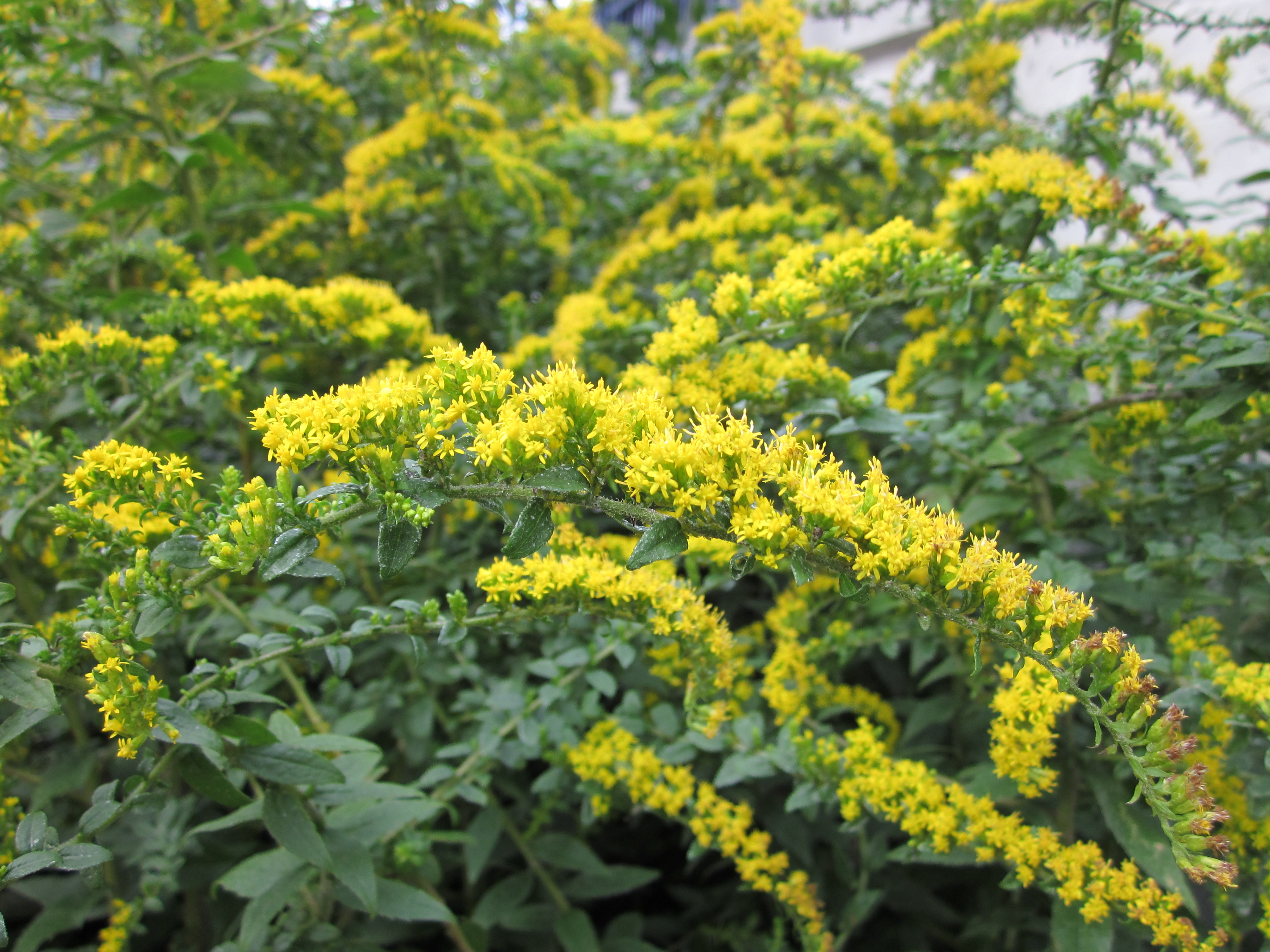 Solidago rugosa Fireworks