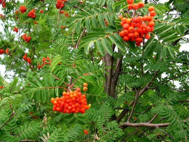 Sorbus aucuparia Cardinal Royal - The Site Gardener