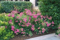 Spirea bumalda Darts Red — photo 2