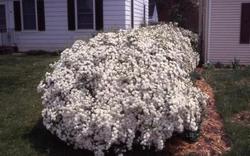 Spiraea vanhouttei Renaissance — photo 1