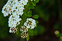 Spiraea vanhouttei Renaissance — photo 2