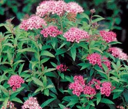 Spirea bumalda Darts Red — photo 3