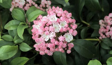 Kalmia latifolia Pink Frost