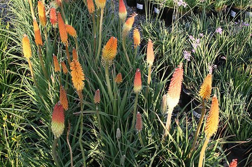 Kniphofia Flamenco