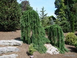 Larix decidua 'Pendula' — photo 2