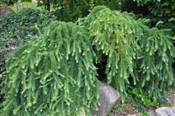 Larix decidua 'Pendula' — photo 3