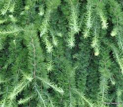 Larix decidua 'Pendula' — photo 4