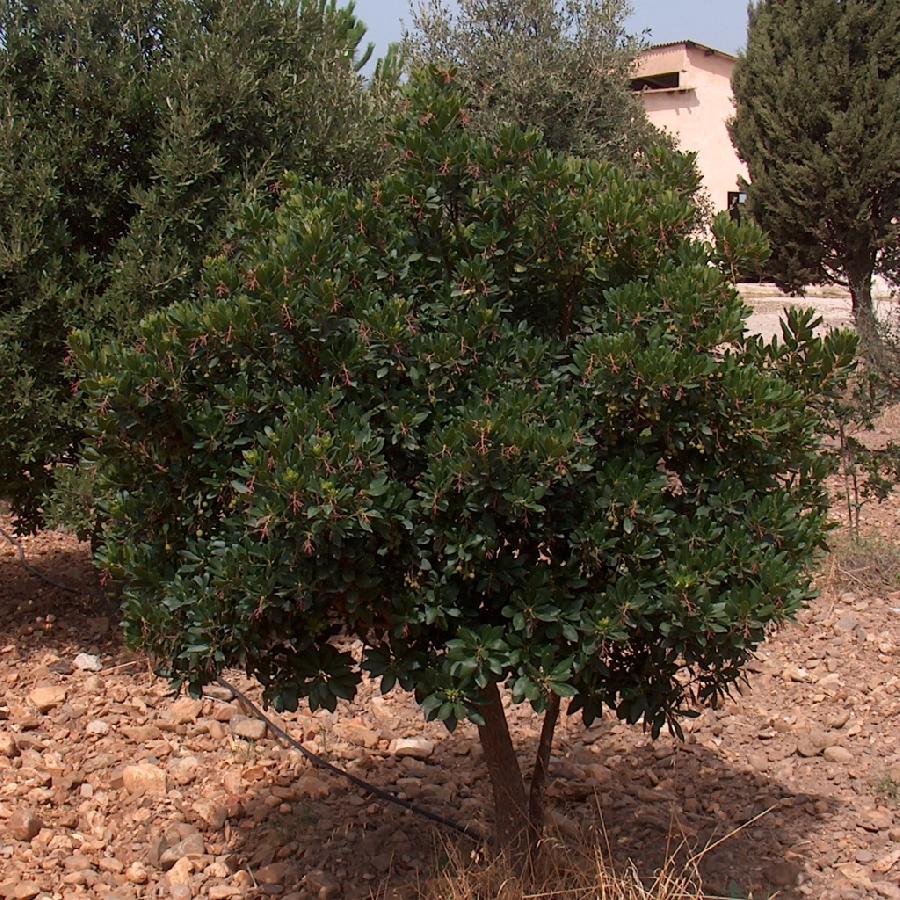 Arbutus unedo — photo 1