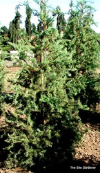 Larix kaempferi Diana — photo 2