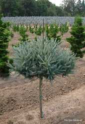 Larix laricina Blue Sparkler — photo 3