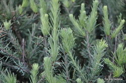Larix laricina Blue Sparkler — photo 4