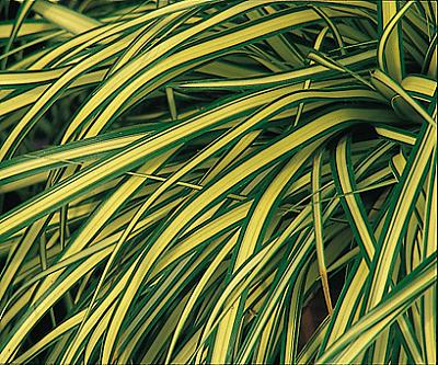 Carex oshimenski Evergold — photo 1