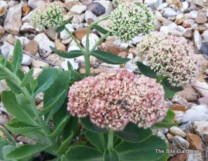 Sedum Autumn Fire — photo 1