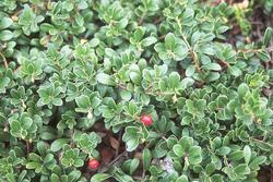 Arctostaphylos uva ursi 'Massachusetts' — photo 1