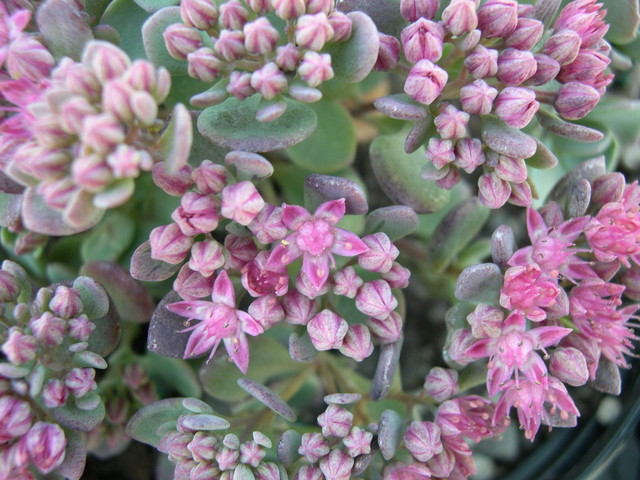 Sedum Bertram Anderson