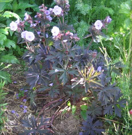 Geranium Victor Reiter Jr.