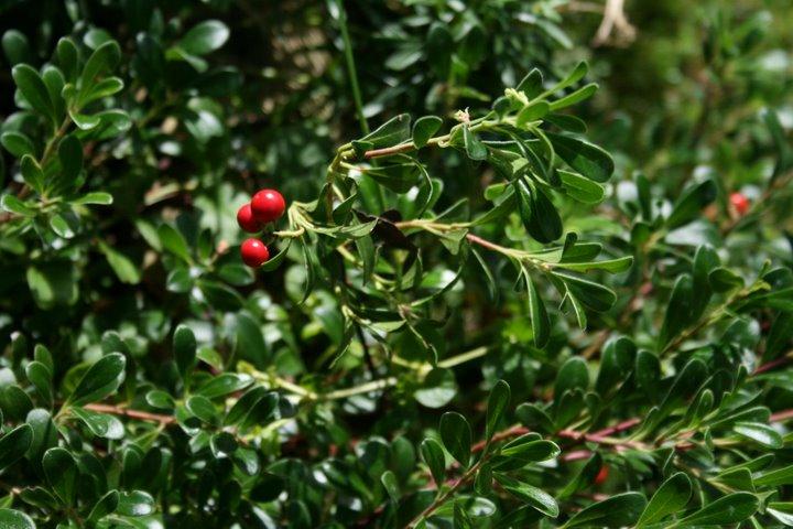Arctostaphylos uva ursi 'Vancouver Jade' — photo 1