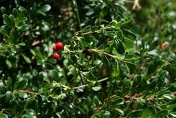 Arctostaphylos uva ursi 'Vancouver Jade' — photo 1